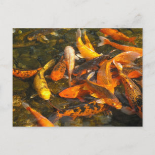 CARTE POSTALE KOI