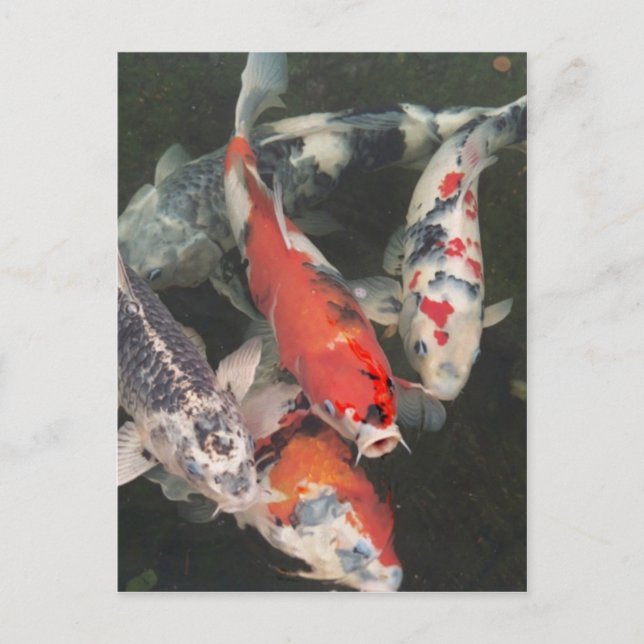 Carte Postale Koi (Devant)