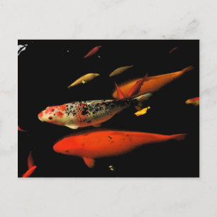 Carte Postale Koi Carp