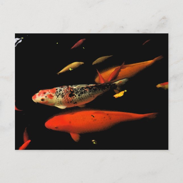Carte Postale Koi Carp (Devant)