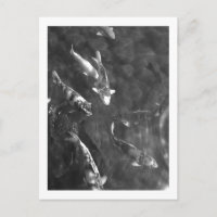 Koi Carp : Japon