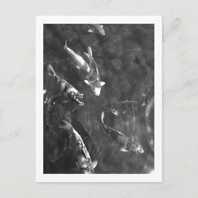 Carte Postale Koi Carp : Japon (Devant)