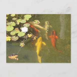 Carte Postale Koi Fish in a Lily pond