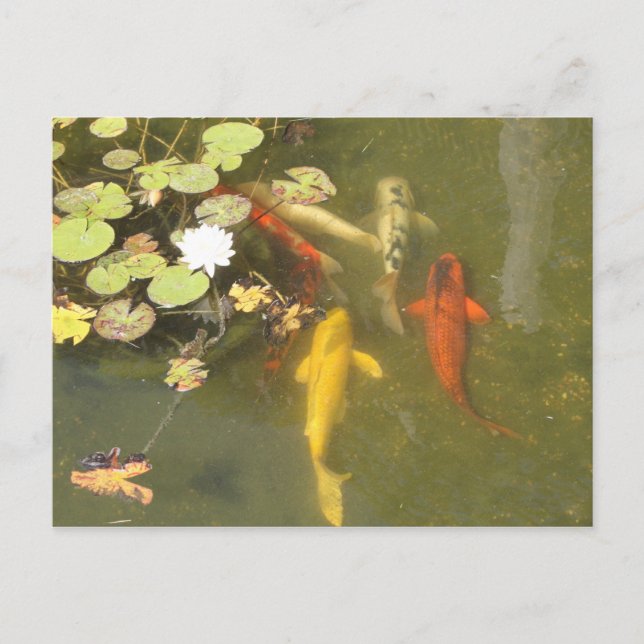 Carte Postale Koi Fish in a Lily pond (Devant)