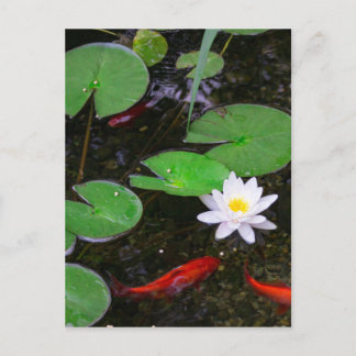 Carte Postale Koi Pond