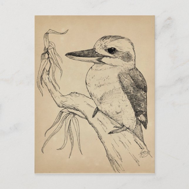 Carte Postale Kookaburra (Devant)