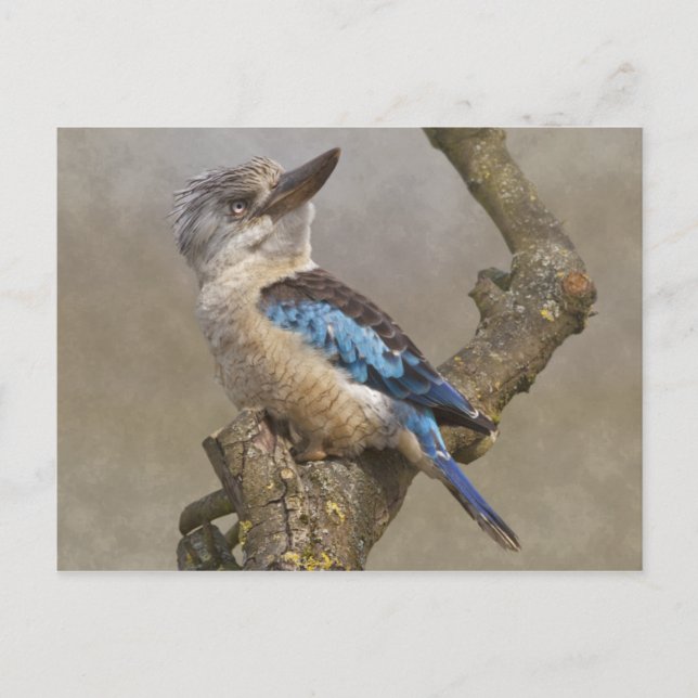 Carte postale Kookaburra (Devant)