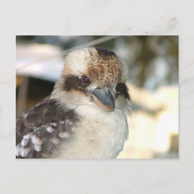 Carte postale Kookaburra (Devant)