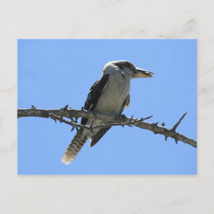 Carte Postale Kookaburra