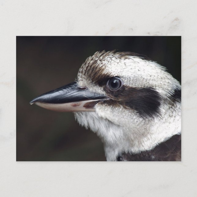 Carte Postale Kookaburra (Devant)