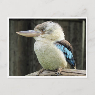 Carte Postale kookaburra à ailes bleues