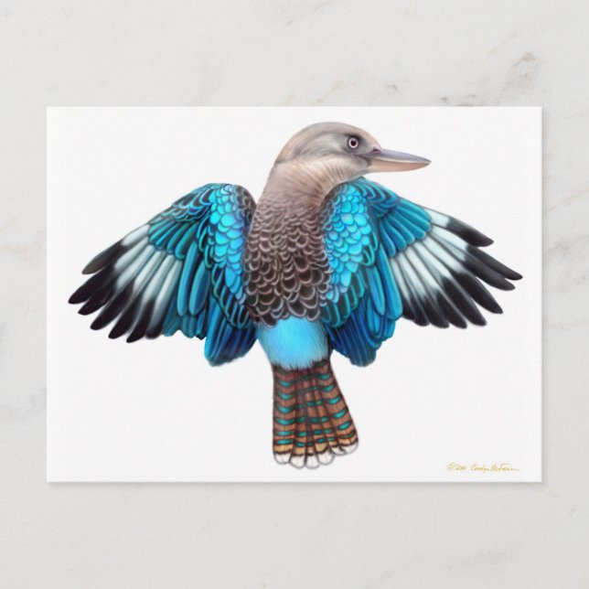 Carte postale Kookaburra à ailes bleues (Devant)