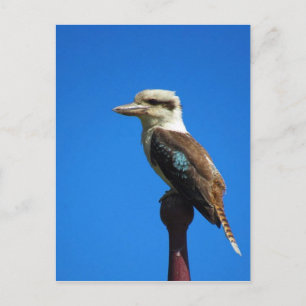 Carte Postale kookaburra BLEU