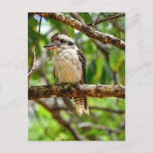 CARTE POSTALE KOOKABURRA QUEENSLAND AUSTRALIE