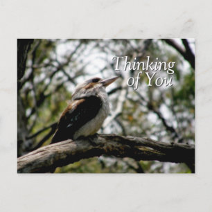 Carte postale Kookaburra Thoughts
