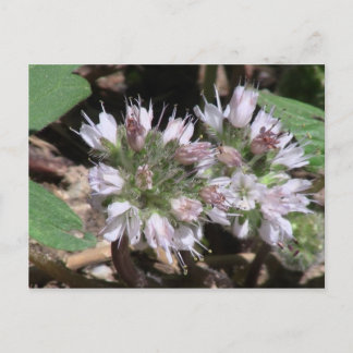 Carte Postale Kooskooskia Idaho Flora Fleurs Fleur sauvage Botan