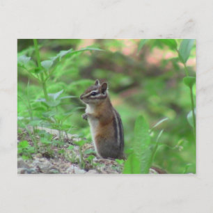 Carte Postale Kooskooskia Mammifères Idaho Cerf Animaux Tamia