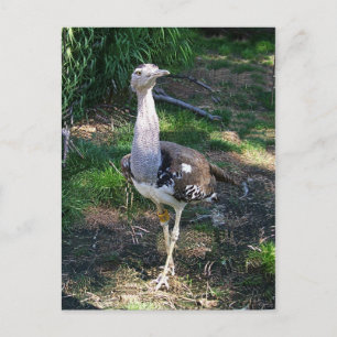 Carte Postale Kori Bustard Bird