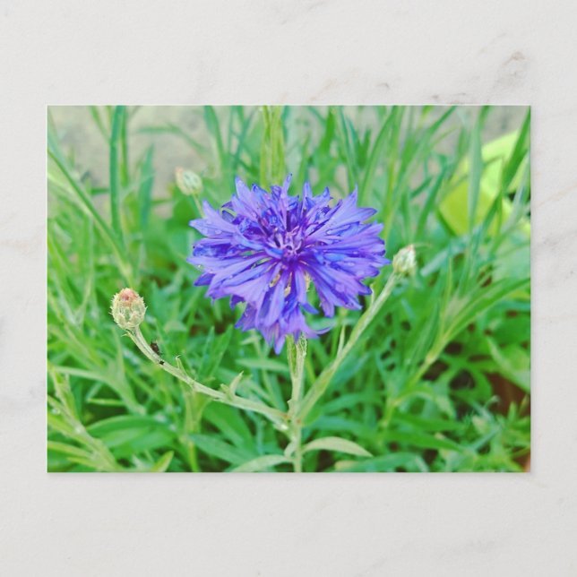 Carte Postale Kornblume (Devant)