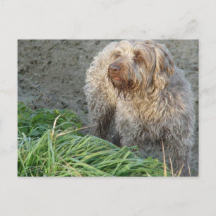 Carte Postale Korthals Griffon - Tsjip beau portrait