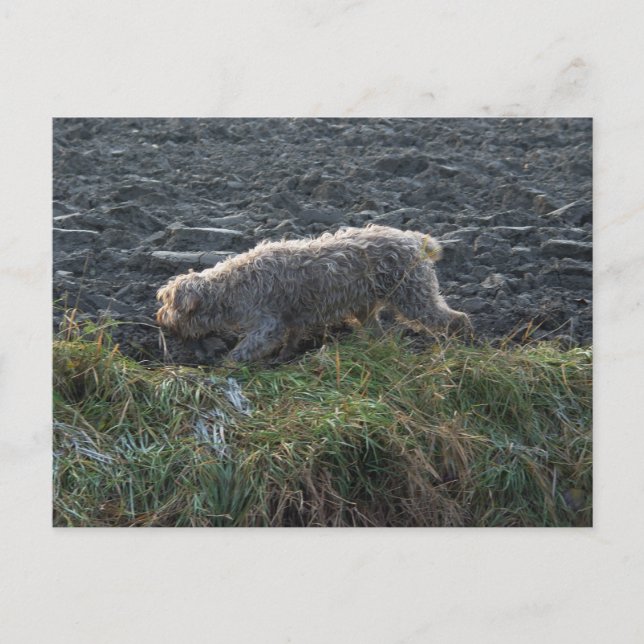 Carte Postale Korthals Griffon - Tsjip sillonnant le pays (Devant)