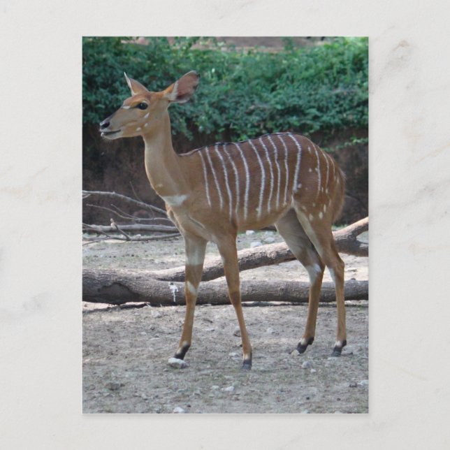 Carte Postale Koudu (Devant)