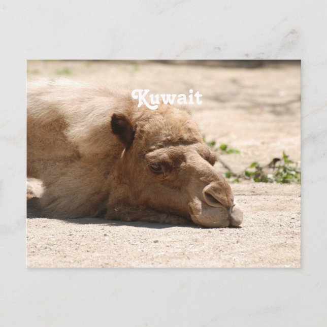 Carte Postale Koweït Camel (Devant)