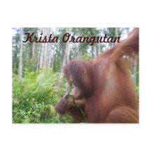 Krista Orangutan dans la forêt tropicale de Bornéo