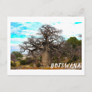 Carte Postale Kubu Island Baobab Tree Baobabs Botswana Scenery