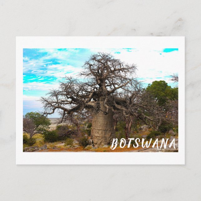 Carte Postale Kubu Island Baobab Tree Baobabs Botswana Scenery (Devant)
