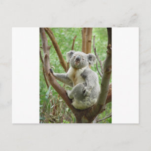 Carte Postale Kuddly Koala