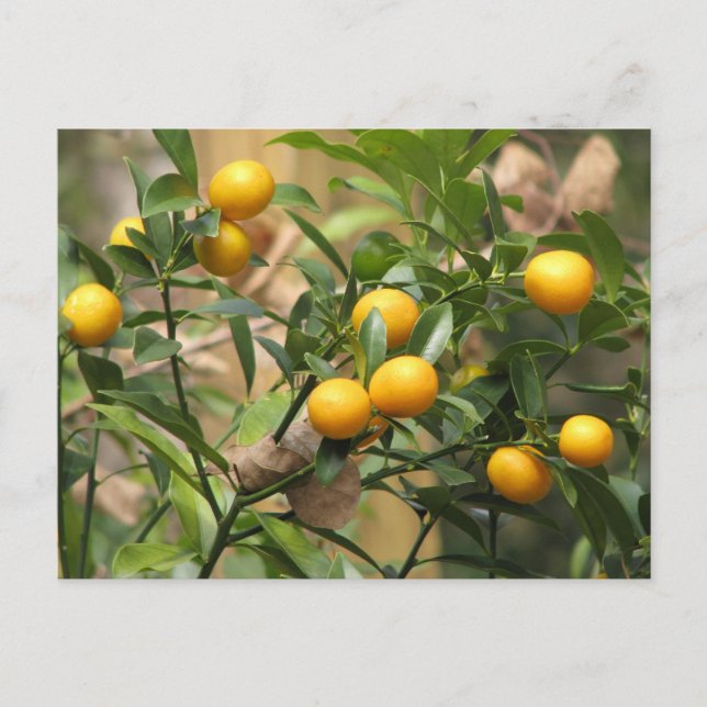 Carte Postale Kumquats doux (Devant)
