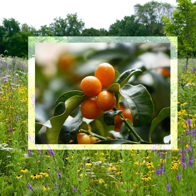 Carte Postale Kumquats sur Kumquat Tree Branch (Créateur téléchargé)
