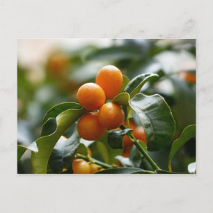 Carte Postale Kumquats sur Kumquat Tree Branch