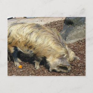 Carte Postale Kunekune Pig