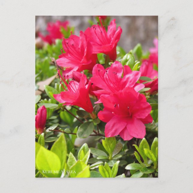 Carte Postale Kurume Azalea (Devant)