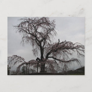 Carte Postale Kyoto Sakura Tree, Japon