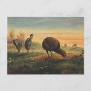 Carte Postale L’apteryx de Mantell par Joseph Wolf