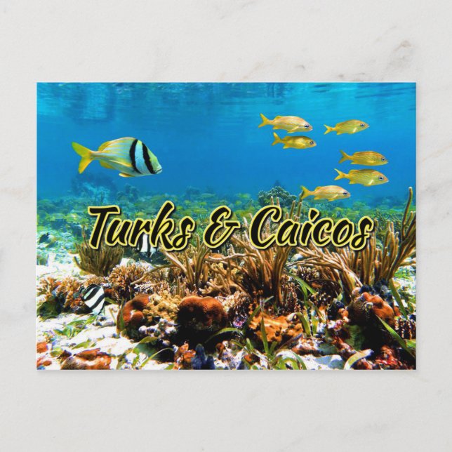Carte Postale La barrière de corail de Turcs & Caicos (Devant)