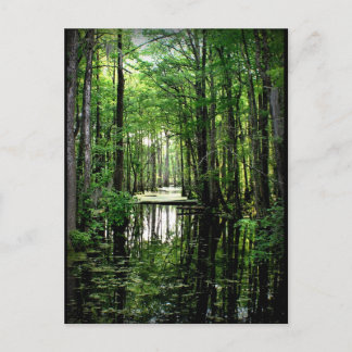 Carte Postale La beauté dans le marais
