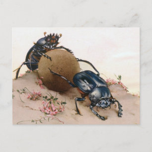 CARTE POSTALE LA BEETTE SACRÉE 2