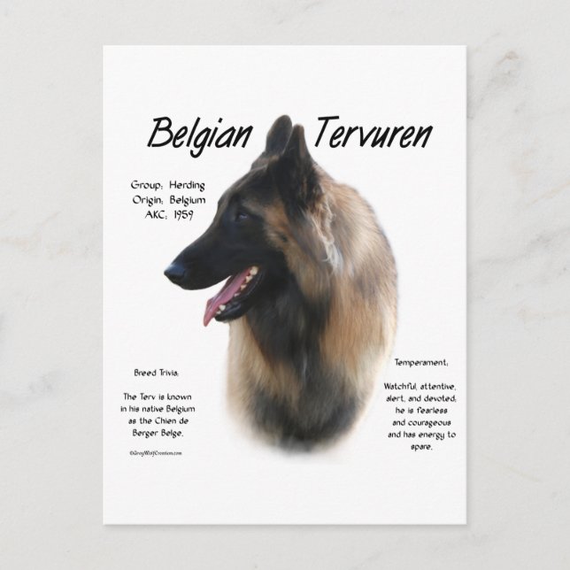 Carte Postale La Belge Tervuren rencontre la race (Devant)