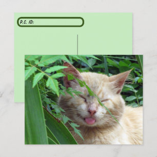 Carte Postale La Bête De Passage À Travers Le Chat Stray Le Plus