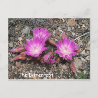 Carte Postale La Bitterroot Montana : la fleur préférée de Dieu