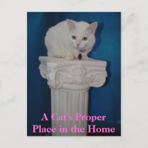 Carte Postale La bonne place du chat dans la maison