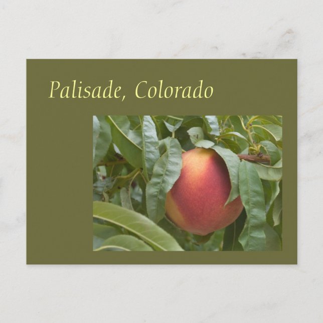 Carte Postale La célèbre Pêche à la Palisade sur l'arbre (Devant)