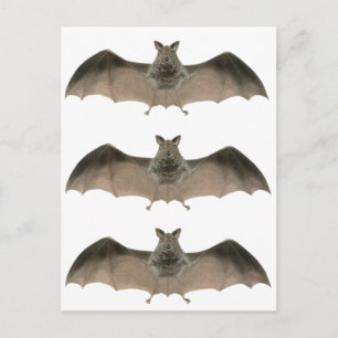 Carte Postale la chauve-souris