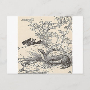 Carte Postale La chauve-souris et le vison