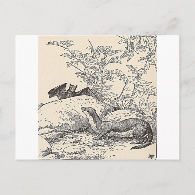 Carte Postale La chauve-souris et le vison (Devant)