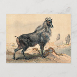 Carte Postale La chèvre de Thar par Joseph Wolf